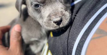 6 Pit puppies for cheap