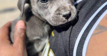 6 Pit puppies for cheap