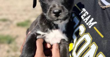 6 Pit puppies for cheap