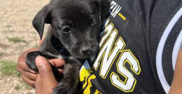 6 Pit puppies for cheap
