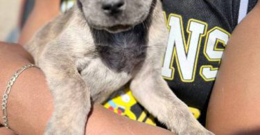 6 Pit puppies for cheap