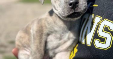 6 Pit puppies for cheap