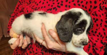 Young  Poodle x Beagle puppies