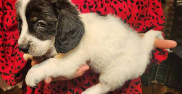 Young  Poodle x Beagle puppies