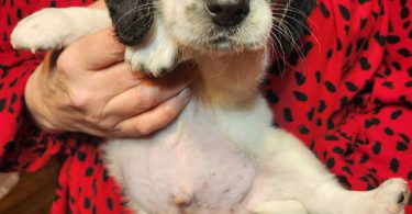 Young  Poodle x Beagle puppies