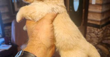 Young  Poodle x Beagle puppies
