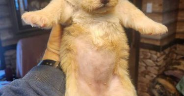 Young  Poodle x Beagle puppies
