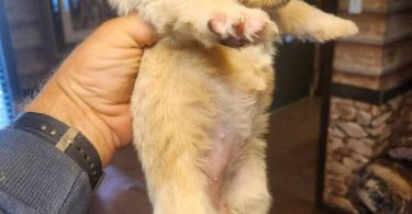 Young  Poodle x Beagle puppies