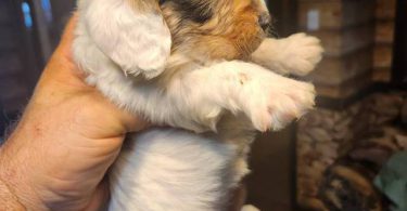 Young  Poodle x Beagle puppies