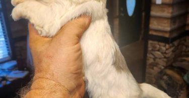 Young  Poodle x Beagle puppies