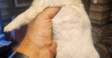 Young  Poodle x Beagle puppies
