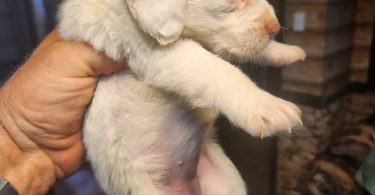 Young  Poodle x Beagle puppies