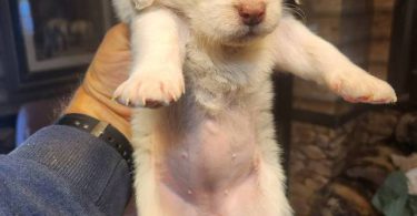 Young  Poodle x Beagle puppies