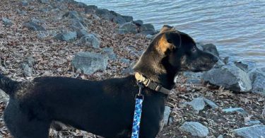 Adorable Bruno: $50, Serious Inquiries Only
