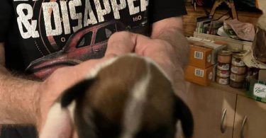 Purebred registered Boxer puppies for sale