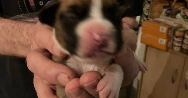 Purebred registered Boxer puppies for sale