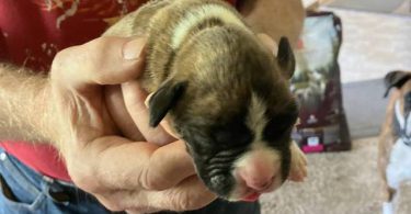 Purebred registered Boxer puppies for sale