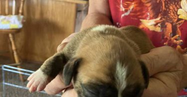 Purebred registered Boxer puppies for sale