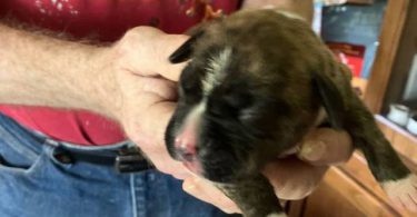 Purebred registered Boxer puppies for sale