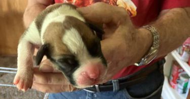 Purebred registered Boxer puppies for sale