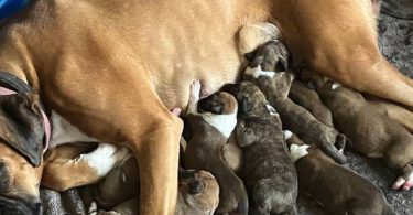 Purebred registered Boxer puppies for sale