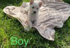 11 weeks old German Shepherd puppies