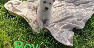 11 weeks old German Shepherd puppies
