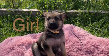 11 weeks old German Shepherd puppies