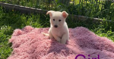 11 weeks old German Shepherd puppies