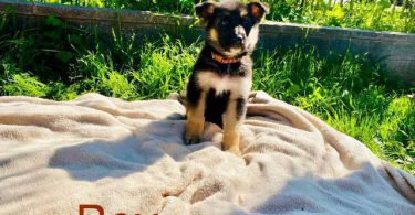 11 weeks old German Shepherd puppies