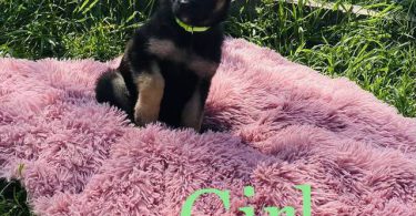 11 weeks old German Shepherd puppies