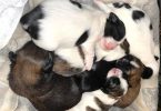 2 male and 3 female Shih Tzu Puppies