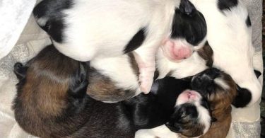 2 male and 3 female Shih Tzu Puppies