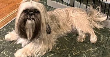 2 male and 3 female Shih Tzu Puppies