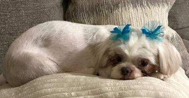 2 male and 3 female Shih Tzu Puppies