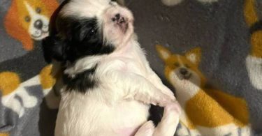 2 male and 3 female Shih Tzu Puppies