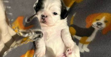 2 male and 3 female Shih Tzu Puppies
