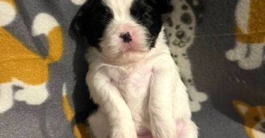 2 male and 3 female Shih Tzu Puppies
