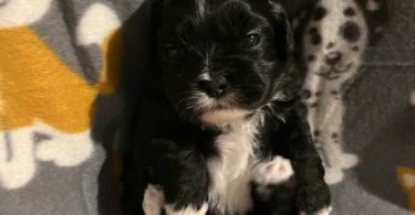 2 male and 3 female Shih Tzu Puppies