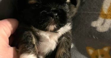 2 male and 3 female Shih Tzu Puppies