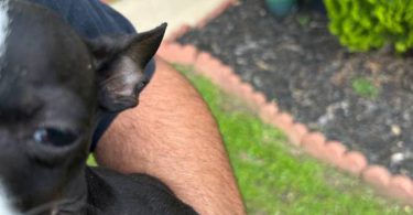Small chihuahua puppy needs a home