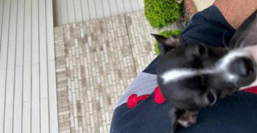Small chihuahua puppy needs a home