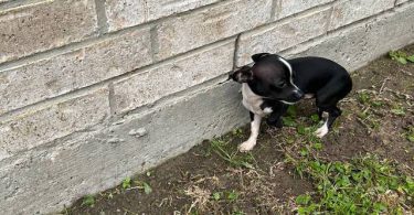 Small chihuahua puppy needs a home