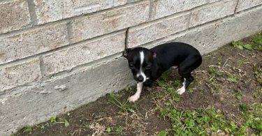 Small chihuahua puppy needs a home