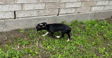 Small chihuahua puppy needs a home