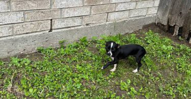 Small chihuahua puppy needs a home