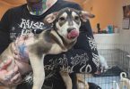 Pitsky puppies