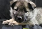 Purebred Norwegian Elkhound puppies for sale