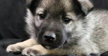 Purebred Norwegian Elkhound puppies for sale