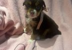 8 Australian shepherd puppies for adoption